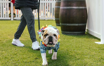 Responsible dog ownership